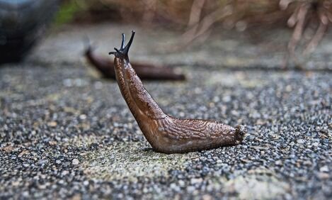How to Stop Slugs Entering Your Home